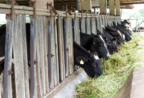 Inspection-Prep Tips for Concentrated Animal Feeding Operations - EHS Daily  Advisor